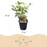 Arbre aux papillons Empire Blue - Buddleja davidii - H 25 cm, pot Ø17 cm
