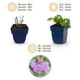 Géranium vivace Cambridge - H 15-25 cm, pot Ø11 cm