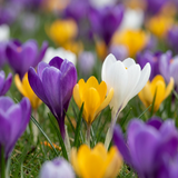 Crocus en mélange - 280 bulbes