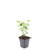 Agastache Blue Fortune en godet - Agastache hybride - H 10-25 cm, pot Ø9 cm - photo 5