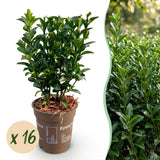 Kit haie Fusain du Japon Green Spire - H 20-25 cm, pot Ø9 cm