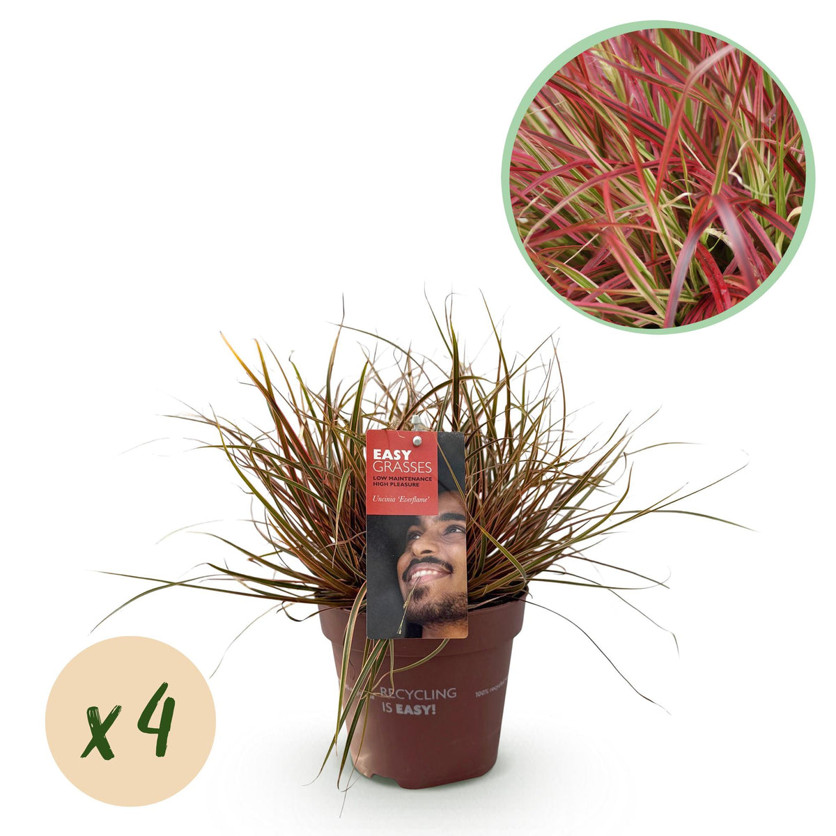 Uncinia Everflame - 4 plants - H 50 cm, pot Ø17 cm
