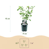 Green boutiQ - Planta de Jardim - Hibiscus syriacus Hamabo - Hibiscus de Jardim - Resistente ao Inverno - Branco - Rosa - 3 Plantas - Vaso 17cm - Altura 45cm
