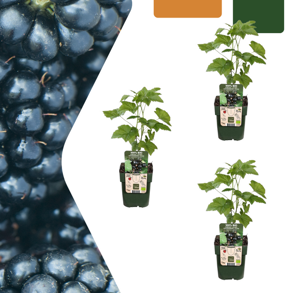 Mûriers des jardins bio - Rubus fruticosus - H 20 cm, pot Ø13 cm