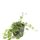 Petite pervenche La Grave en godet - Vinca minor - H 10-25 cm, pot Ø9 cm - photo 3