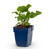 Persicaire Alba - H 15-25 cm, pot Ø11 cm
