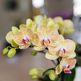Orchidée Phalaenopsis jaune Blossom Lima et succulente - coffret Horizon jaune - pot Ø9 cm
