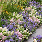Green boutiQ - Planta de Jardim - Buddleja davidii Butterfly Candy Little Tricolour - Arbusto Borboleta - Compacto - Rosa-Branco-Lilás - 3 Plantas - Vaso 12cm - Altura 20-25cm