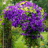 Clématite Huldine - Clématite blanche à revers mauve - H 35 cm, pot Ø9 cm - photo 5