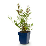 Gaura Whirling Butterflies - H 15-25 cm, pot Ø11 cm