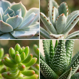 Mix succulentes x3
