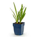 Agapanthe d'Afrique - H 15-25 cm, pot Ø11 cm