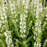Sauge des bois Schneehügel - H 15-25 cm, pot Ø11 cm