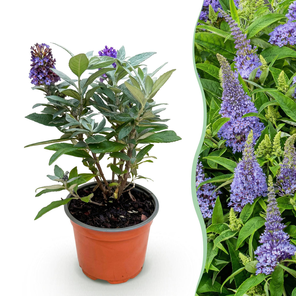 Green boutiQ - Planta de Jardim - Buddleja davidii Butterfly Candy Little Lila - Arbusto das Borboletas - Compacto - Lilás - 1 Planta - Vaso 12cm - Altura 20-25cm
