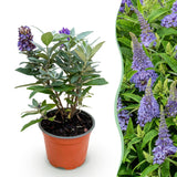 Green boutiQ - Planta de Jardim - Buddleja davidii Butterfly Candy Little Lila - Arbusto das Borboletas - Compacto - Lilás - 1 Planta - Vaso 12cm - Altura 20-25cm