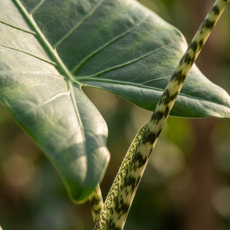 Alocasia Zebrina – Oreille d'éléphant | Pot 21 cm
