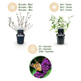 Green boutiQ - Planta de Jardim - Buddleja davidii Black Night - Arbusto das Borboletas - Resistente ao Inverno - Roxo - 3 Plantas - Vaso 17cm - Altura 45cm