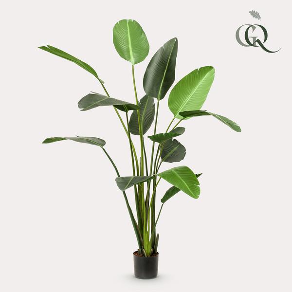 Planta artística - Strelitzia Nicolai - Paradijsvogelbloem - 230cm