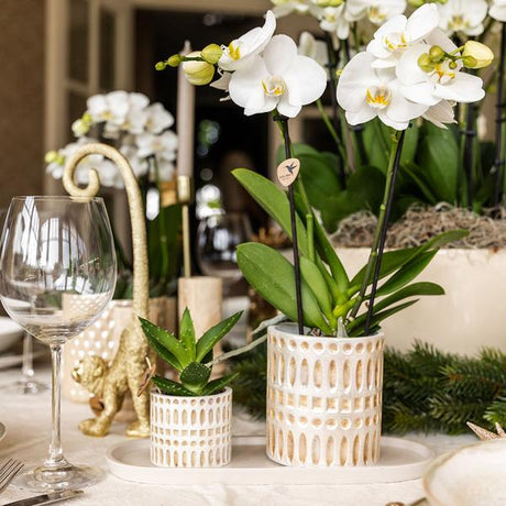 Empresa Kolibri | Plantenset Le Chic pequeno | Orquídea Witte Phalaenopsis Amabilis em Suculenta incl. keramieken sierpotten em creme orgânico dienblad
