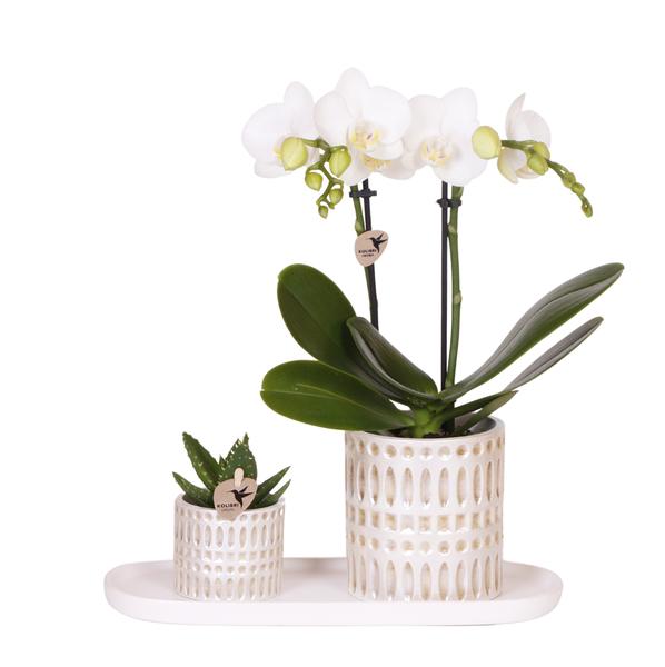 Empresa Kolibri | Plantenset Le Chic pequeno | Orquídea Witte Phalaenopsis Amabilis em Suculenta incl. keramieken sierpotten em creme orgânico dienblad