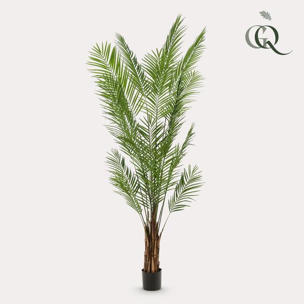 Plantas artísticas - Areca Lutescens - Goudpalm - 240cm