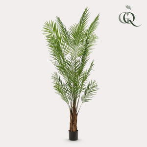 Plantas artísticas - Areca Lutescens - Goudpalm - 240cm