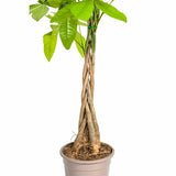 Pachira Aquática Ø19cm - ↕80cm
