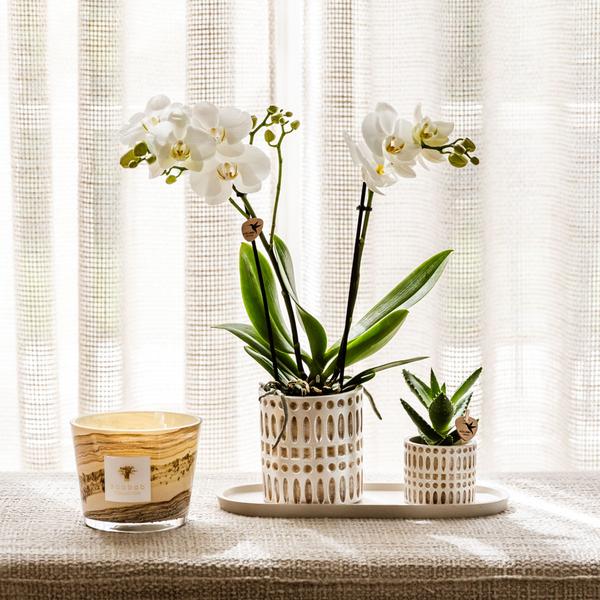 Empresa Kolibri | Plantenset Le Chic pequeno | Orquídea Witte Phalaenopsis Amabilis em Suculenta incl. keramieken sierpotten em creme orgânico dienblad