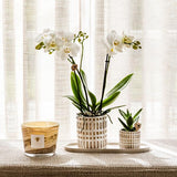 Empresa Kolibri | Plantenset Le Chic pequeno | Orquídea Witte Phalaenopsis Amabilis em Suculenta incl. keramieken sierpotten em creme orgânico dienblad