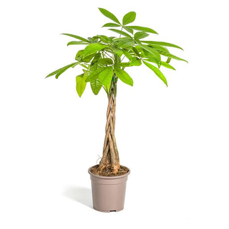 Pachira Aquática Ø19cm - ↕80cm