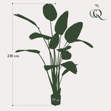 Planta artística - Strelitzia Nicolai - Paradijsvogelbloem - 230cm