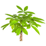 Pachira Aquática Ø19cm - ↕80cm