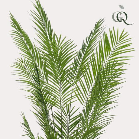 Plantas artísticas - Areca Lutescens - Goudpalm - 240cm