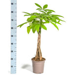 Pachira Aquática Ø19cm - ↕80cm