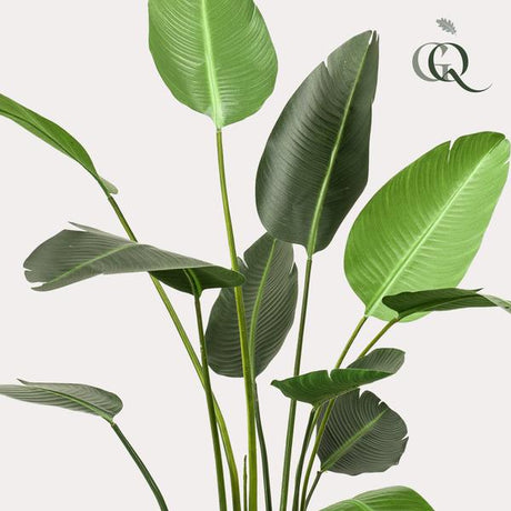 Planta artística - Strelitzia Nicolai - Paradijsvogelbloem - 230cm