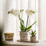 Empresa Kolibri | Plantenset Le Chic pequeno | Orquídea Witte Phalaenopsis Amabilis em Suculenta incl. keramieken sierpotten em creme orgânico dienblad