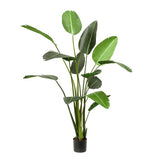 Planta artística - Strelitzia Nicolai - Paradijsvogelbloem - 230cm