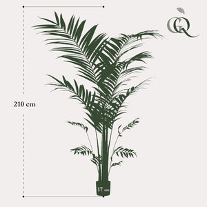 Planta artística - Kentia -Kentiapalm - 210cm