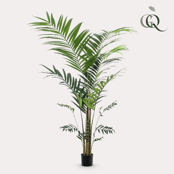 Planta artística - Kentia -Kentiapalm - 210cm
