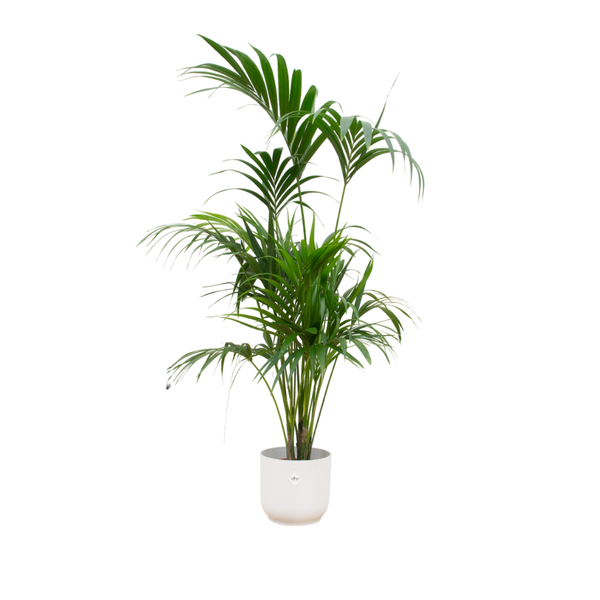 Oferta Combi - Palma Kentia incluída com Vibes Fold Round com Ø30 - 180 cm