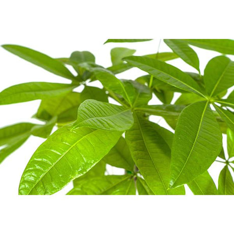 Pachira Aquática Ø19cm - ↕80cm