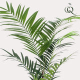 Planta artística - Kentia -Kentiapalm - 210cm