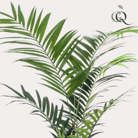 Planta artística - Kentia -Kentiapalm - 210cm