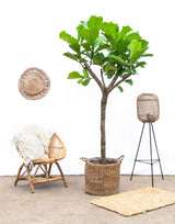 Ficus Lyrata lança XXXL - 230cm - ø42