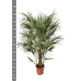 Estrutura Chamaerops Humilis - 180cm - Ø30