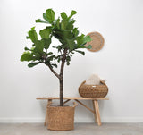 Lança Ficus Lyrata - 180cm - ⌀30