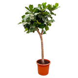 Ficus Lyrata lança XXXL - 230cm - ø42