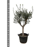 Olea Europaea Cultivo - 210cm - Ø45