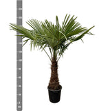 Traquicarpo - 235cm - Ø45