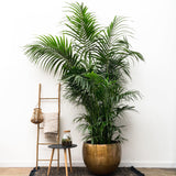 Palma Kentia XXL - 260cm - ø35